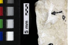 Foto (Detailansicht) von Gastrosacus torosus (NHMW-GEO-1990-0041-0067a)